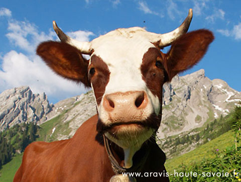 la vie en montagne dans les aravis