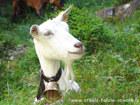 fabrication de fromage de chèvre