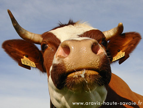 fabrication de fromage en Savoie