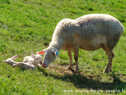 fabrication de fromage de brebis