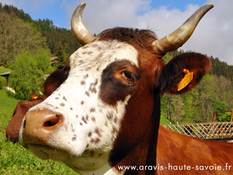 la vache abondance