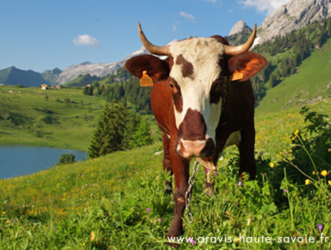 alpage de Haute Savoie La Clusaz